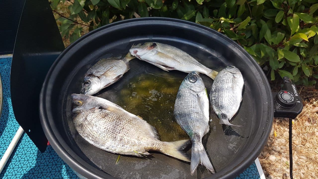 Five fresh sea bream in a pan on a yacht's transom, ready to go on the grill